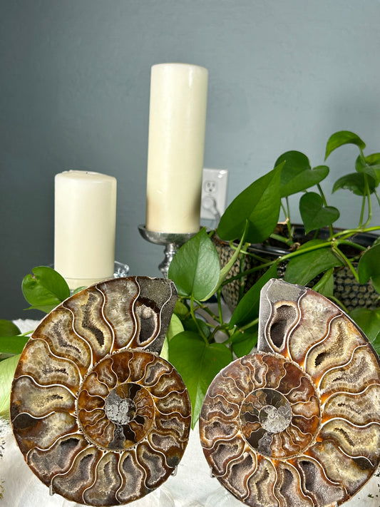 Large matching pair 100% natural opalized druzy fossil ammonite with dendritic pattern - 2 pounds for both (6in x 5in x .75in each) - sold as a set